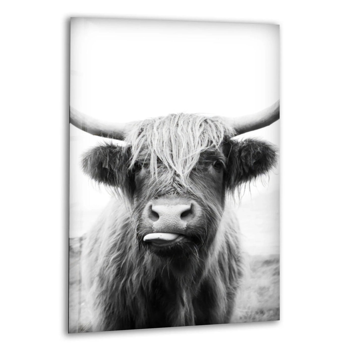 A black and white highland cow art print on glass shows high contrast between its shaggy fur and stark white background.
