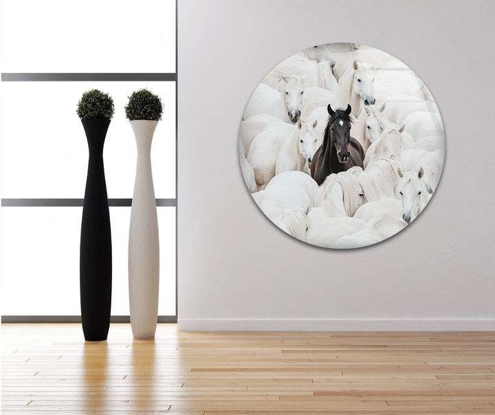 Black and white equine portrait on tempered glass focusing on a dark horse amid uniform white horses.