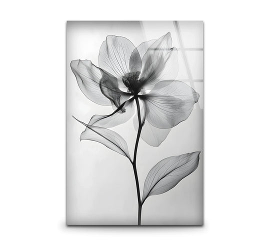Soft white tones form the serene backdrop for this floral photograph printed on glass art, casting a subtle glow behind the delicate flower.