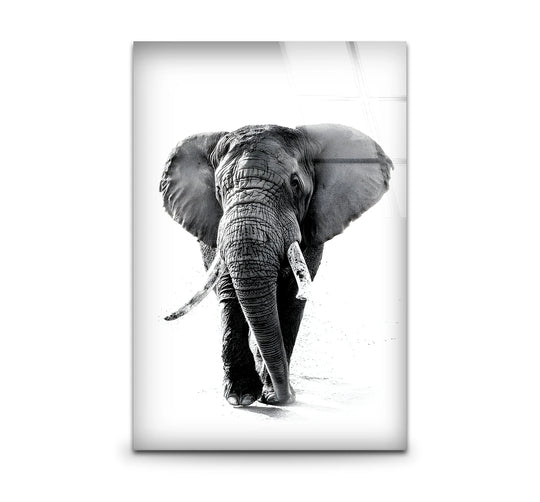Animal glass wall art shows a black and white elephant artwork and a majestic animal print and black and white painting for elegant home decor