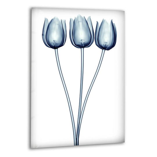 Cool color temperature highlights the ethereal blue hues of the Xray Blue Tulip tempered glass wall art, creating a serene floral artwork.