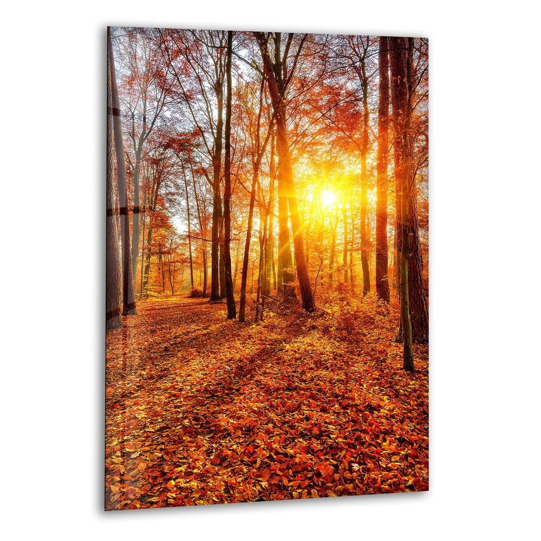 Golden autumn forest with sunlight shining through trees, printed on glass wall art.
