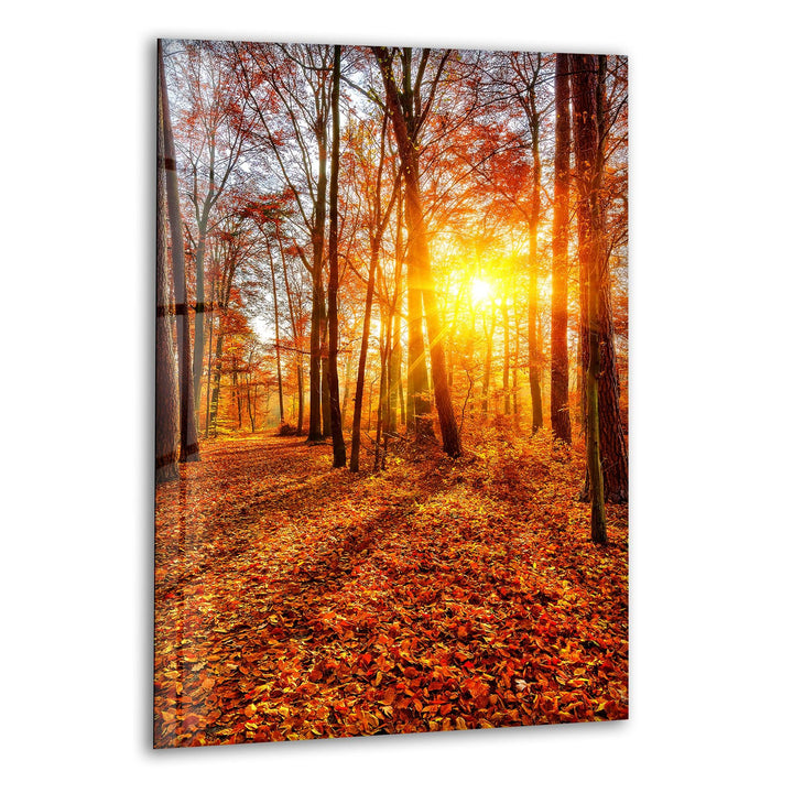Golden autumn forest with sunlight shining through trees, printed on glass wall art.
