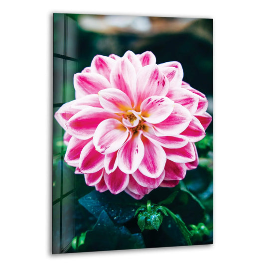 Foreground detail shows the vivid pink flower in glass wall art prints with tightly layered petals in front of the bud.