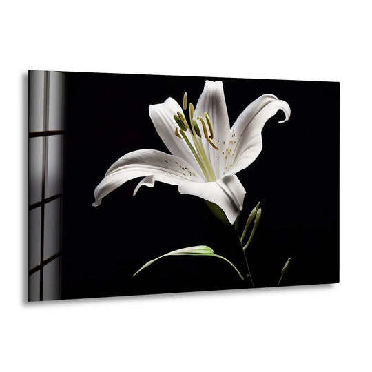 Organic forms dominate the Solitary Stunning Lily tempered glass wall art, showcasing the flower's delicate petals and elegant curves against a stark backdrop.