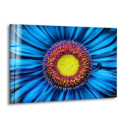 A close-up gerbera flower glass printing displays stunning depth and layers of sapphire petals surrounding a vibrant yellow and magenta center.