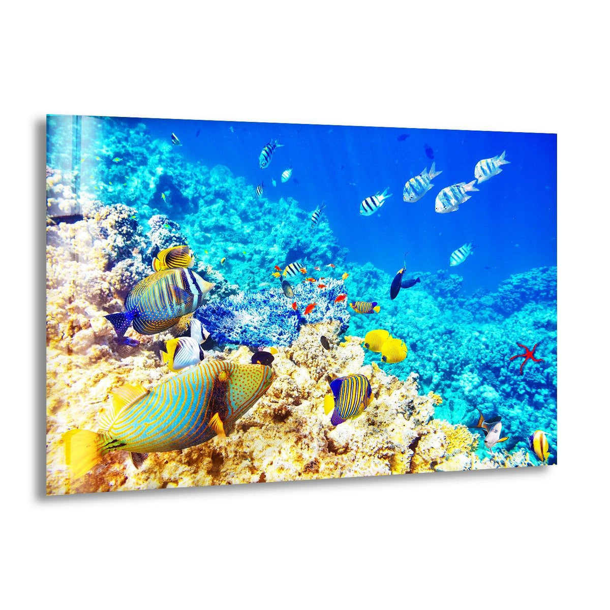 Geometric arrangements of vivid coral and fish create captivating shapes within this ocean scene, a stunning example of glass wall artwork.