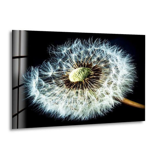Dandelion Seeds Closeup Glass Wall Art, print picture on glass, Tempered Glass Wall Art