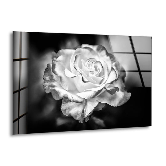 Elegant black and white rose captured in soft lighting for modern floral glass wall art.
