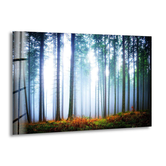 Foggy Forest glass wall art features a tranquil misty scene with towering trees and soft sunlight and is landscape nature art for sale