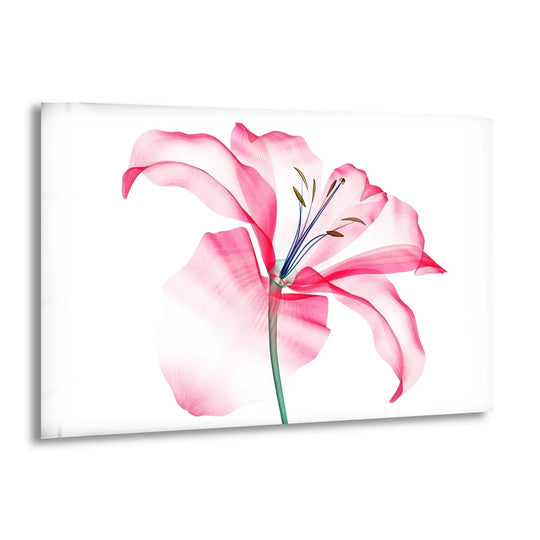 A delicate pink lily appears ethereal and serene as art from glass.