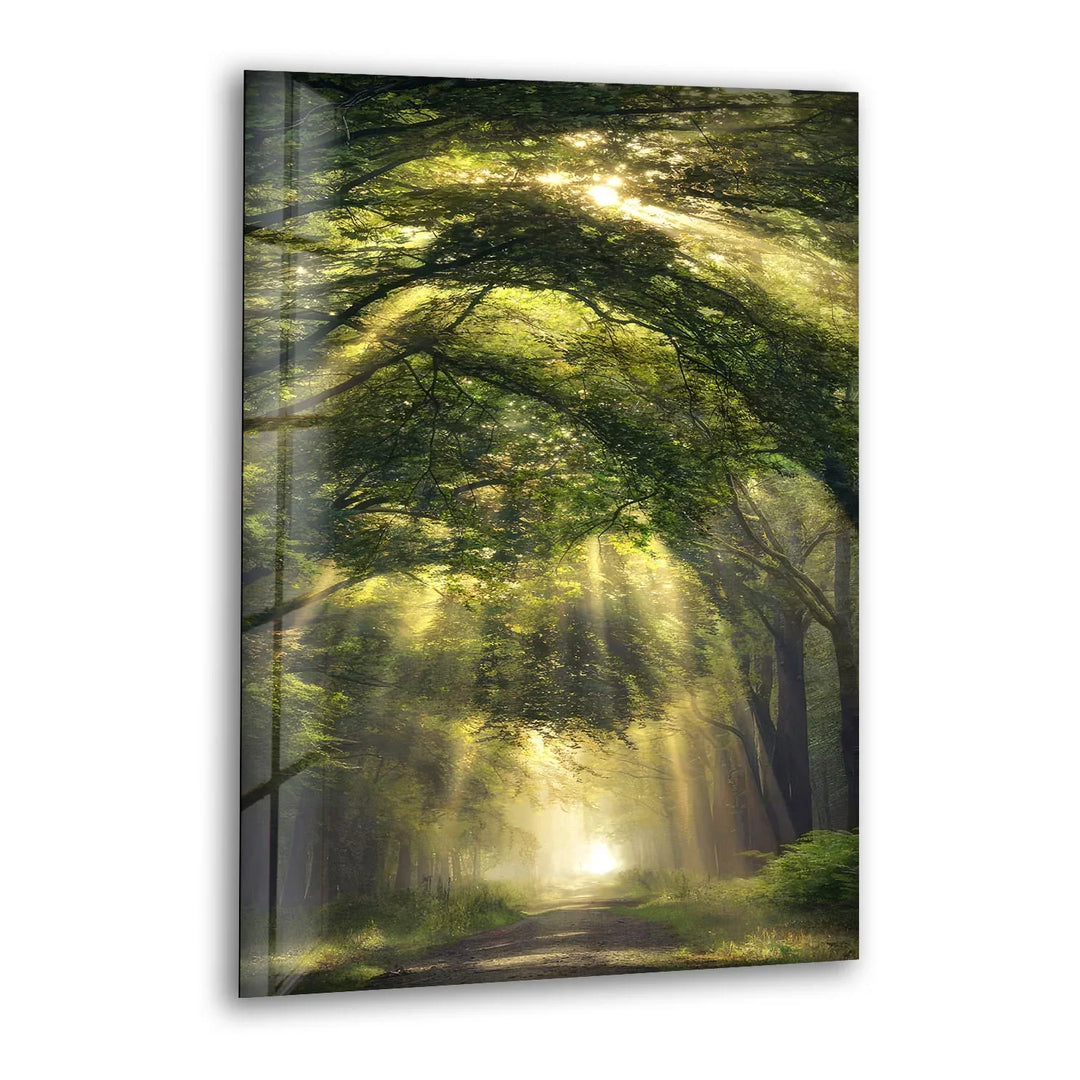Forest Light Path Glass Wall Art – Serene Green Nature Print for Relaxing Decor - MyPhotoStation