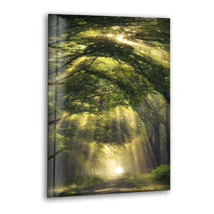 Forest Light Path Glass Wall Art – Serene Green Nature Print for Relaxing Decor - MyPhotoStation