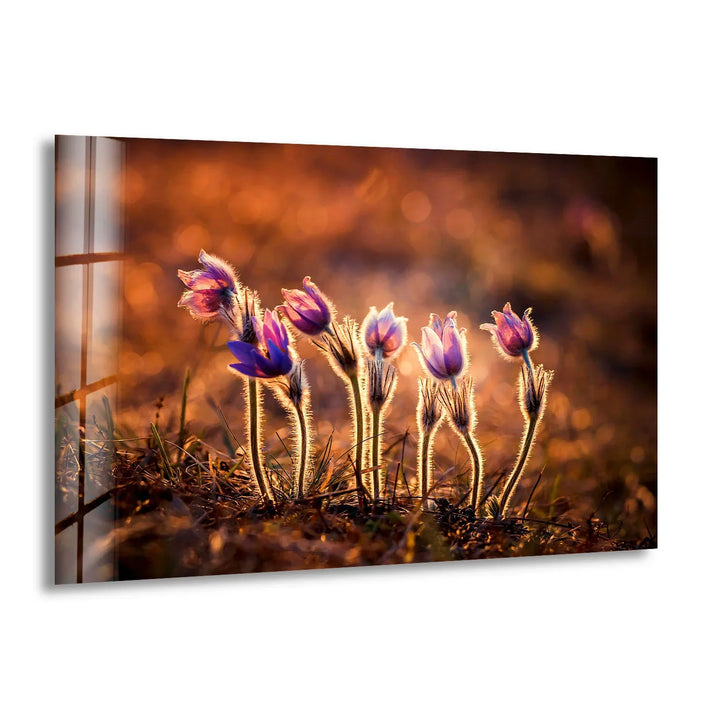 Sunlit Wildflower Wall Art – Purple Spring Bloom Glass Print with Golden Hour Glow for Cozy, Nature-Inspired Interiors - MyPhotoStation