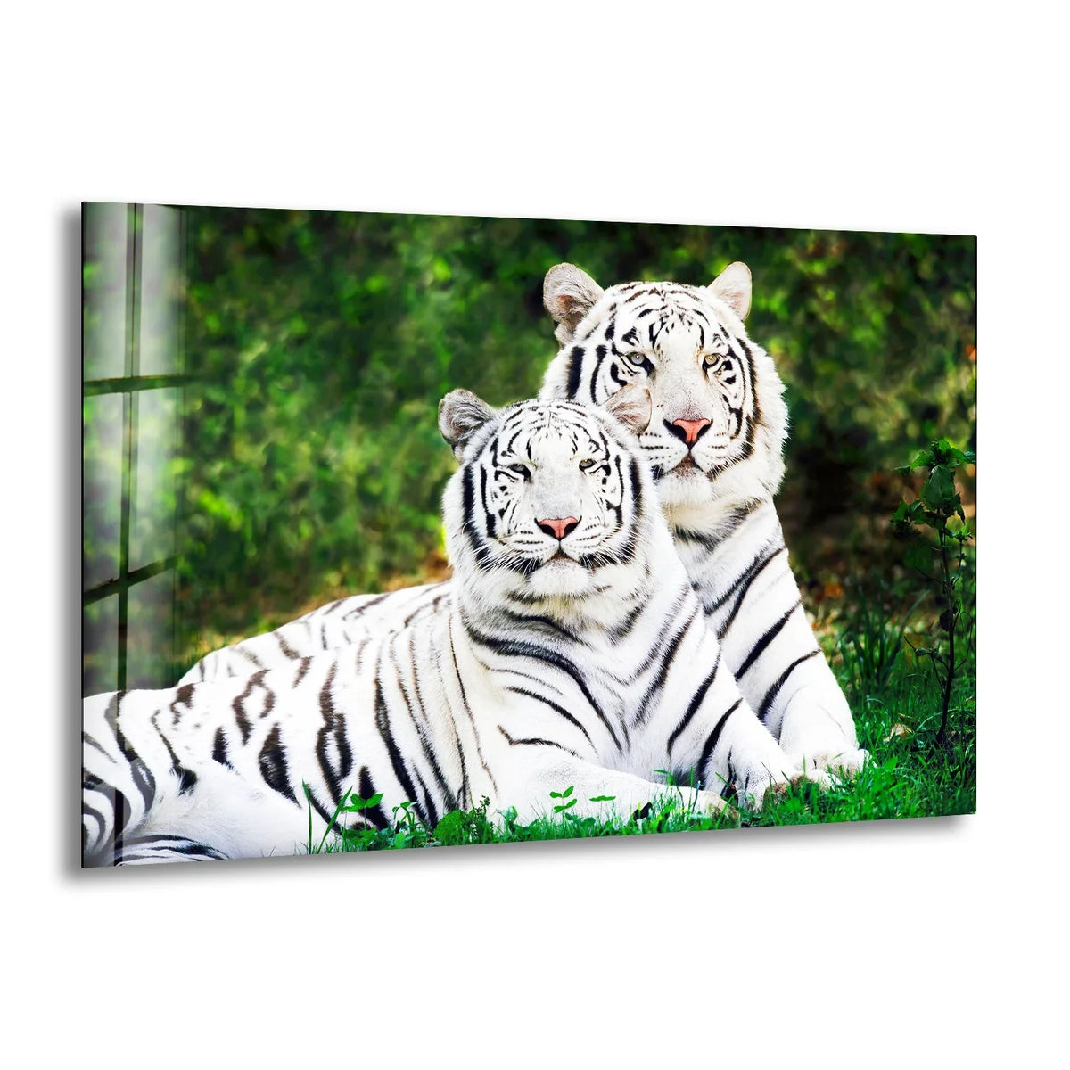 Two white tigers are depicted in a horizontal composition with a strong vertical reflection of window panes, creating a geometric element.