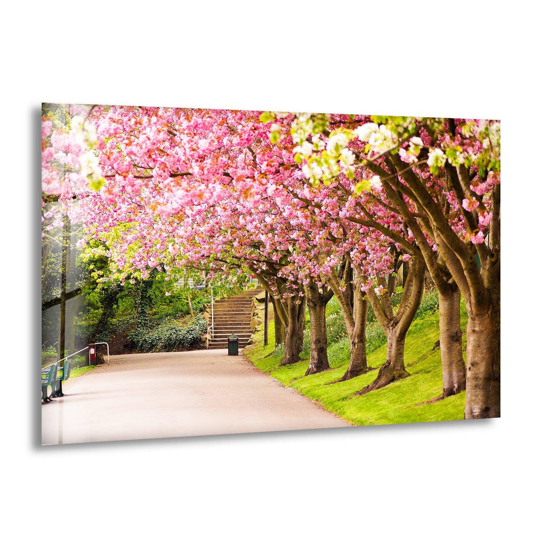 Cherry Blossom Pathway Glass Wall Art – A Beautiful Spring Landscape
