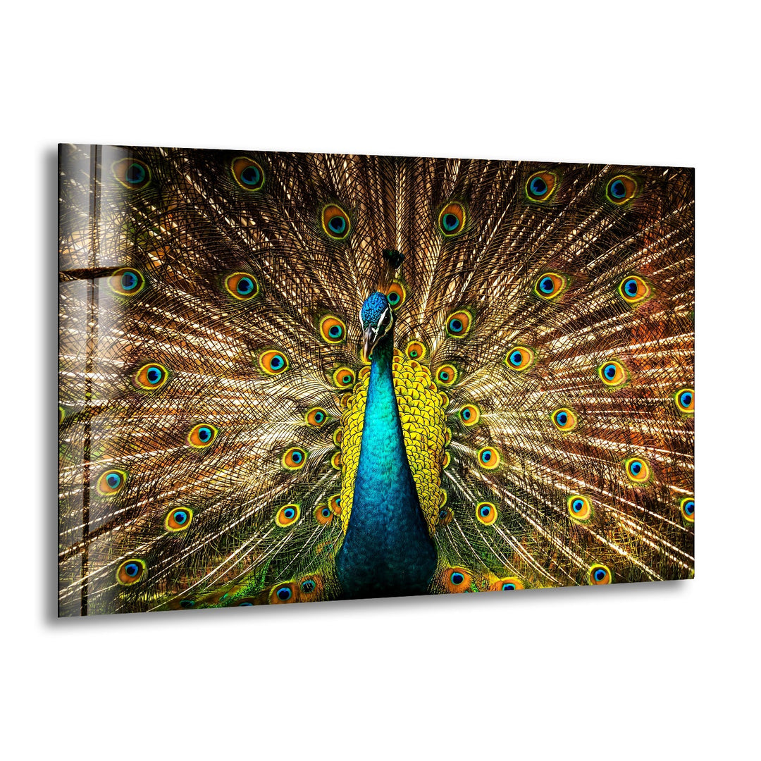 Vibrant Peacock Glass Wall Art picture on glass wall art, photos printed on glass