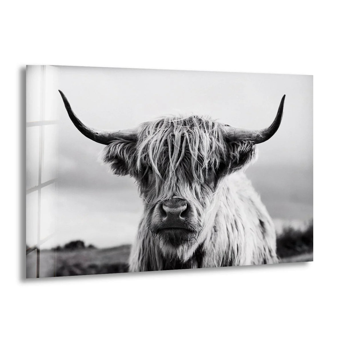 Monochromatic abstract quality of a shaggy highland cow's face on decorative wall art.