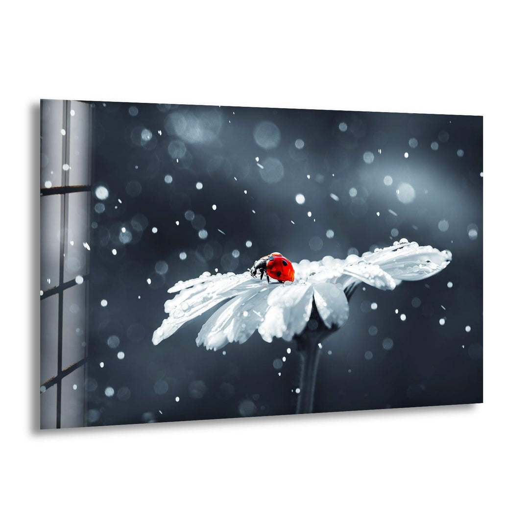 Ladybug in Drops Glass Wall Art large glass photo prints, glass wall photos