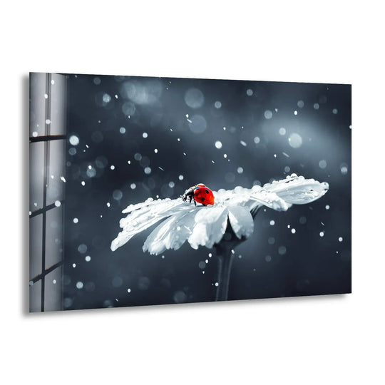 A vibrant red ladybug sits on a dew-covered white flower, a stunning addition to wall art prints.