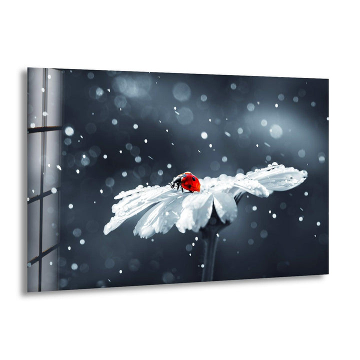 Ladybug in Drops Glass Wall Art large glass photo prints, glass wall photos