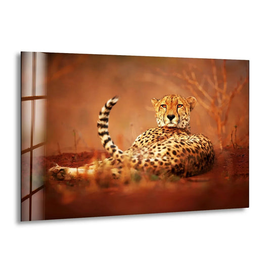 A majestic cheetah rests on the warm, dusty ground in this detailed glass printing, its spotted coat and piercing eyes coming to life.
