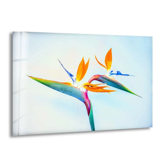 A vibrant Strelitzia flower brings an exotic and uplifting mood to any space, captured beautifully on these glass wall art prints.