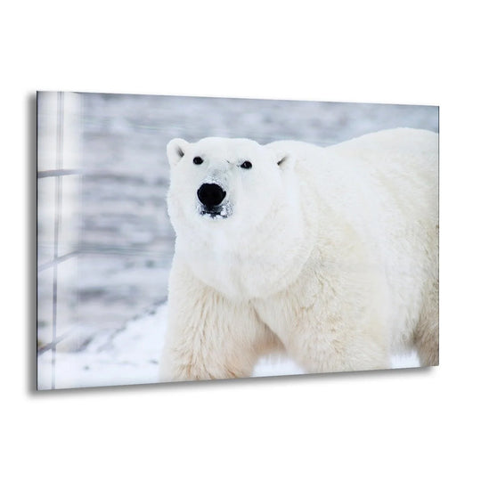 A close-up of a polar bear's furry face and chest as unique modern wall decor.