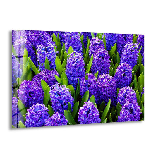 Hyacinth Flower in Garden glass wall art showcases a vibrant floral print with a glossy finish, perfect for home decor.