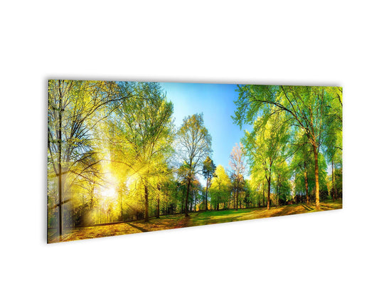 Forest panorama glass wall art shows sun rays through green and gold trees and brings serene nature and forest landscapes indoors