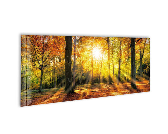 Landscape Autumn Forest glass wall art shows golden sunlight streaming through autumn trees and colorful fall foliage