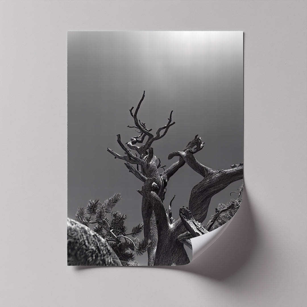 Raw branches reach skyward in this monochrome photo canvas, rich with dramatic contrast.

