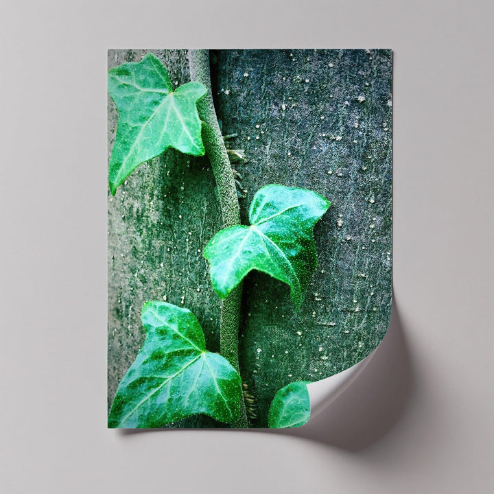 Climbing Ivy Close-Up – Nature Green Canvas Print - MyPhotoStation