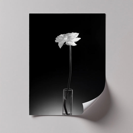 The brightest area highlights the delicate petals of the white flower, showcased in high quality canvas prints featuring minimalist elegance.