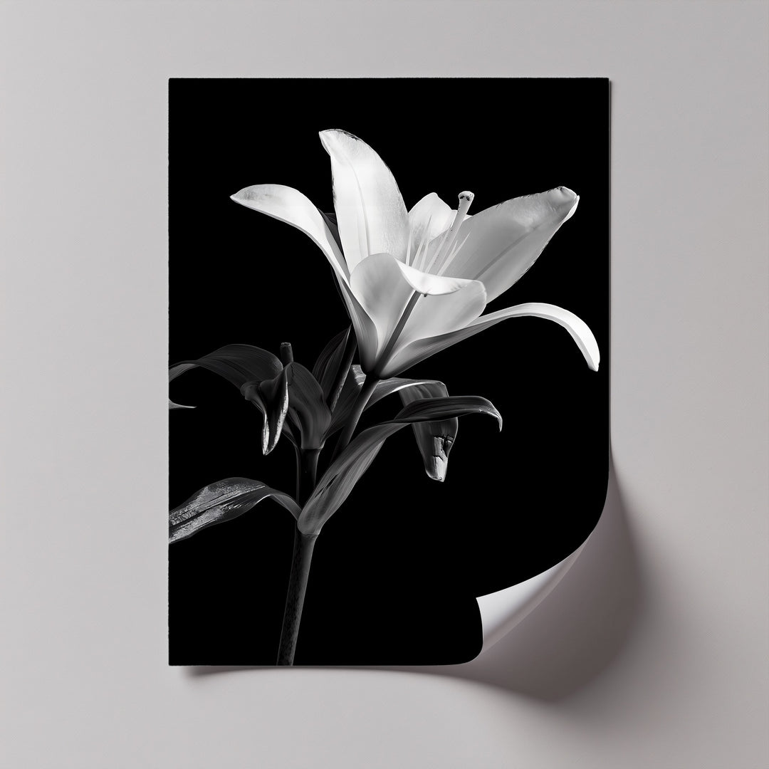This high-contrast photo canvas features a blooming lily, perfect for minimal and elegant décor themes.

