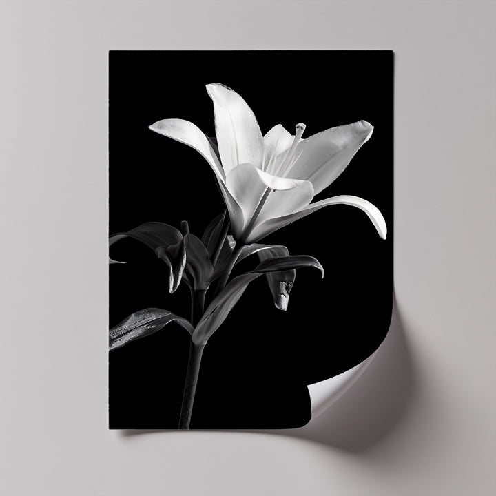 This high-contrast photo canvas features a blooming lily, perfect for minimal and elegant décor themes.

