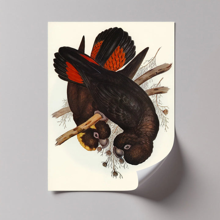 Crimson-Winged Black Cockatoos – Vintage Bird Illustration Animal Canvas Print - MyPhotoStation