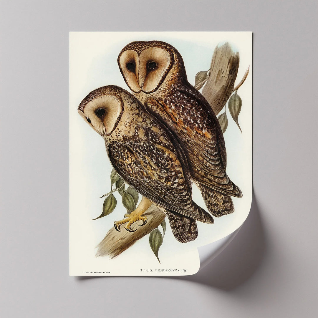 Vintage Barn Owls Illustration – Animal Canvas Print - MyPhotoStation