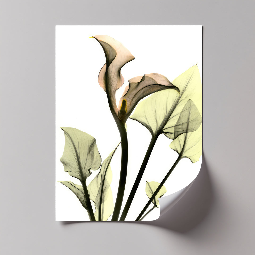 Soft Calla Grace – Minimalist Botanical Canvas Print