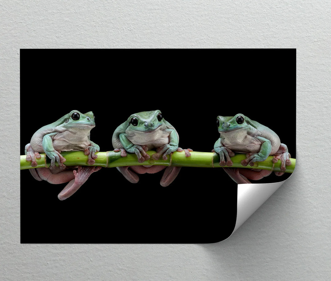 Trio of Tree Frogs on Bamboo – Animal Canvas Print - MyPhotoStation