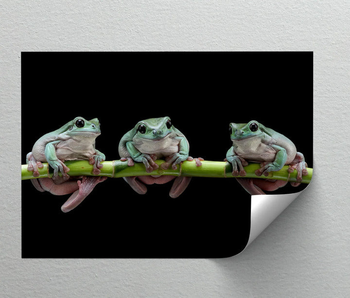 Trio of Tree Frogs on Bamboo – Animal Canvas Print - MyPhotoStation
