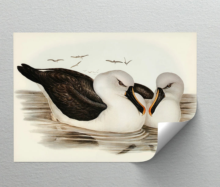 Regal Reflections – Pair of Albatrosses Animal Canvas Print - MyPhotoStation