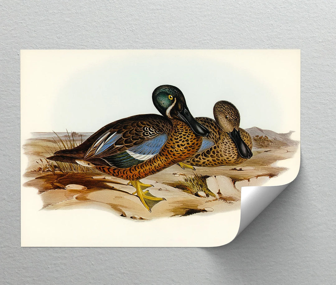 Marshland Companions – Vintage Duck Pair Animal Canvas Print - MyPhotoStation