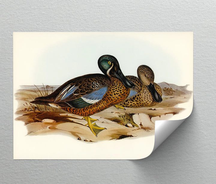 Marshland Companions – Vintage Duck Pair Animal Canvas Print - MyPhotoStation