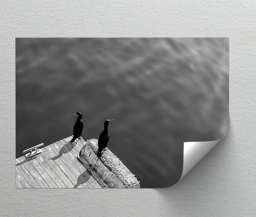 Twin Watchers – Minimalist Black and White Seabird Canvas Print