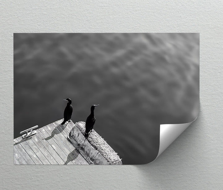 Twin Watchers – Minimalist Black and White Seabird Canvas Print