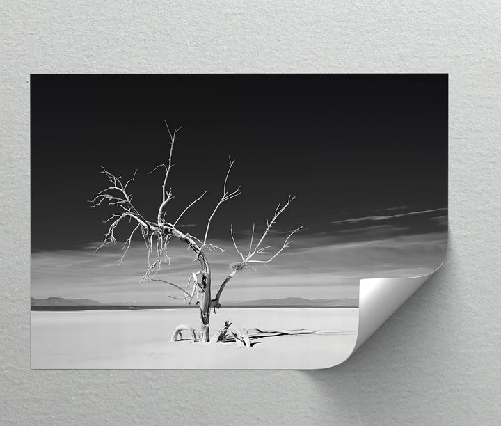 Windswept – moody black and white nature canvas.

