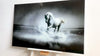 White Horse Tempered Glass Wall Art