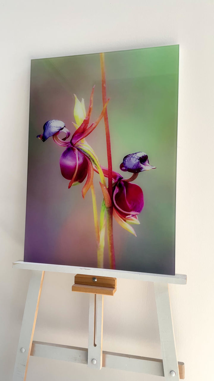 Flying Duck Orchid Glass Wall Art, art glass wall art, glass wall art pictures