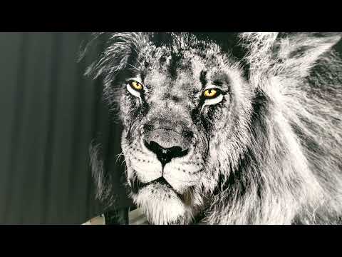Black Wild Lion Glass Wall Art
